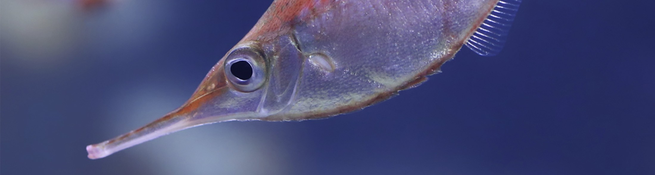 The treasures of the Mediterranean Sea