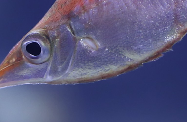 The treasures of the Mediterranean Sea